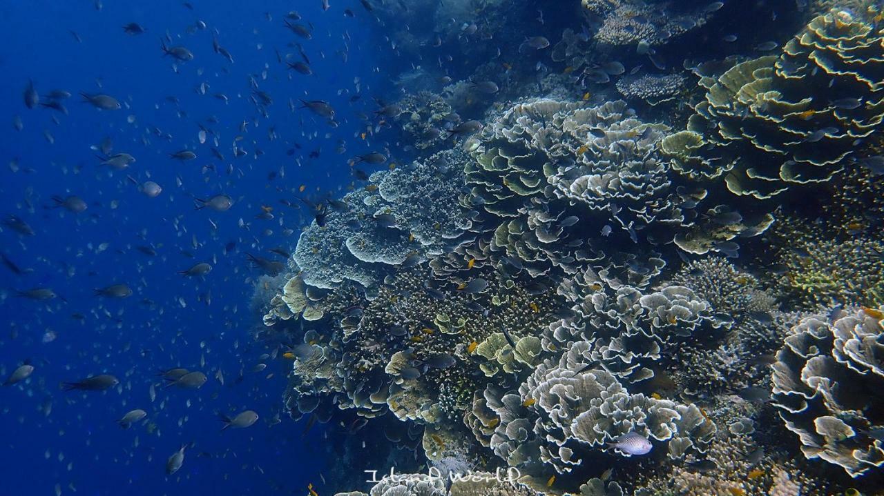 Island World Panglao Ξενοδοχείο Εξωτερικό φωτογραφία